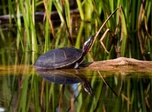  Since its inception in 2001, the Foundation has granted over $13 million to protect Québec's natural habitats. (Photo: Dominique Gendron.)