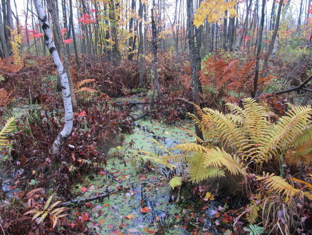 Image du ruisseau de Feu à Terrebonne